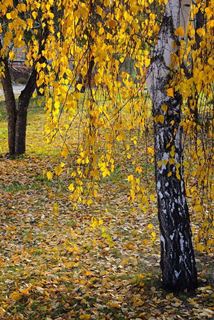 Волшебна осень в красках и печали...