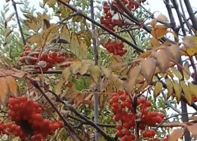 Студенческий октябрь