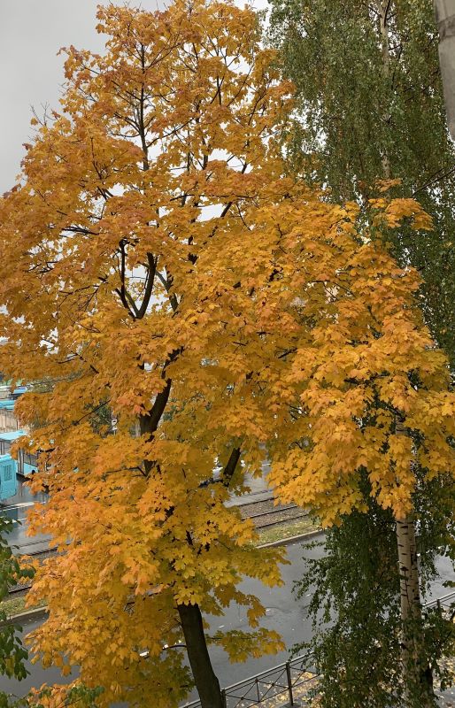 Осенний клен