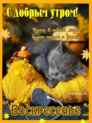 Сны в подушке