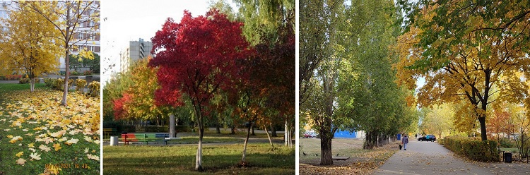 Кружит над городом осень...