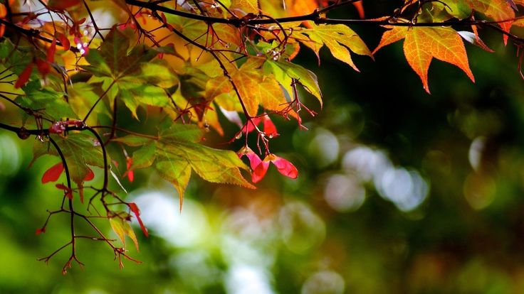 Ненаглядная осень