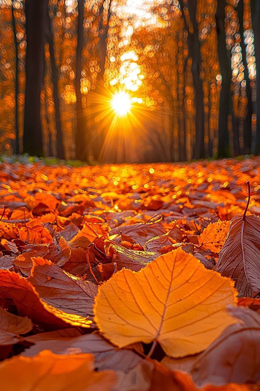 Словно ковер у меня под ногами