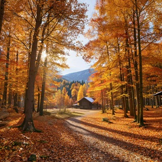 Янтарная осень, последний листок