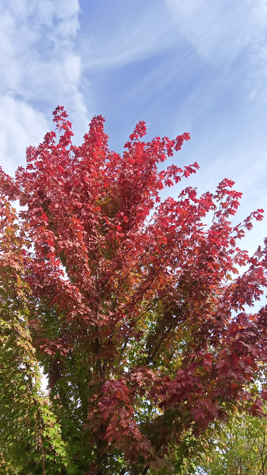 Клёны багровый теряют наряд