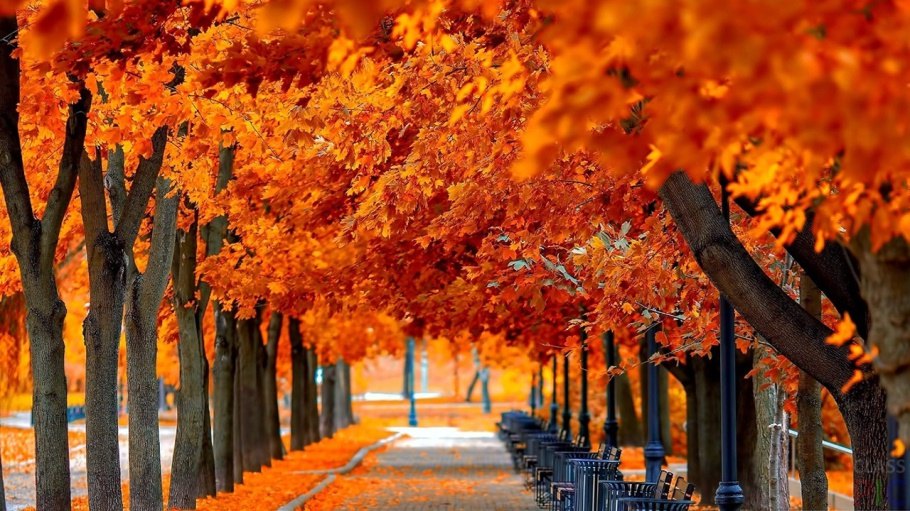 Осень цвета апельсин