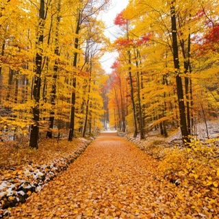 Золотая осень