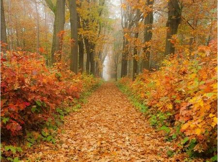 Кленовый лист