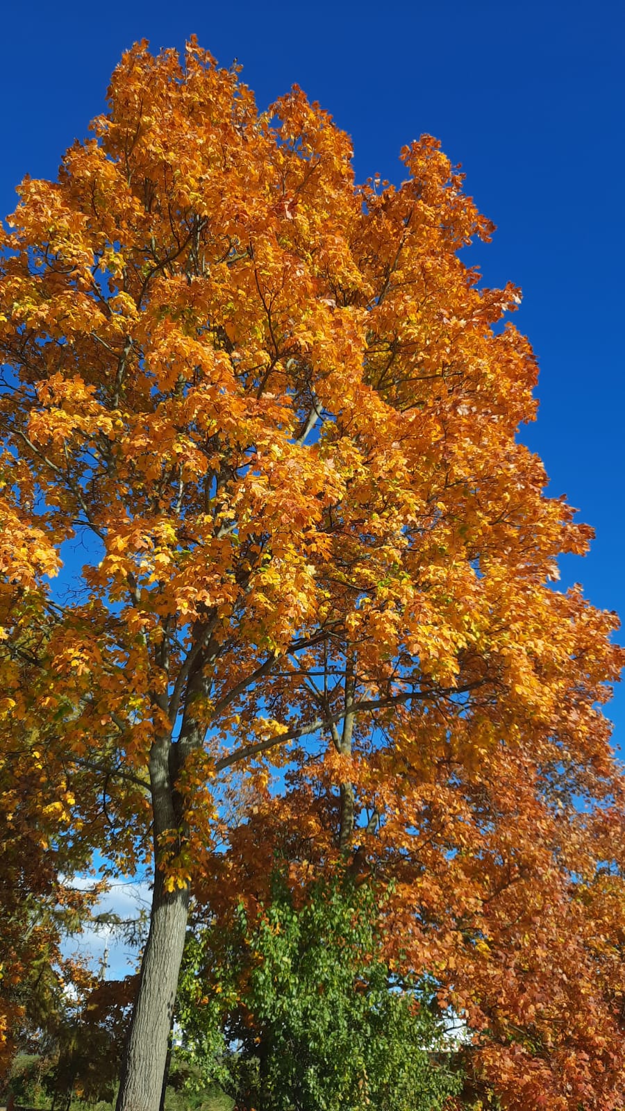 Остывает октябрь. ЯС