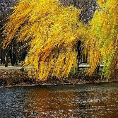 Осень люблю...