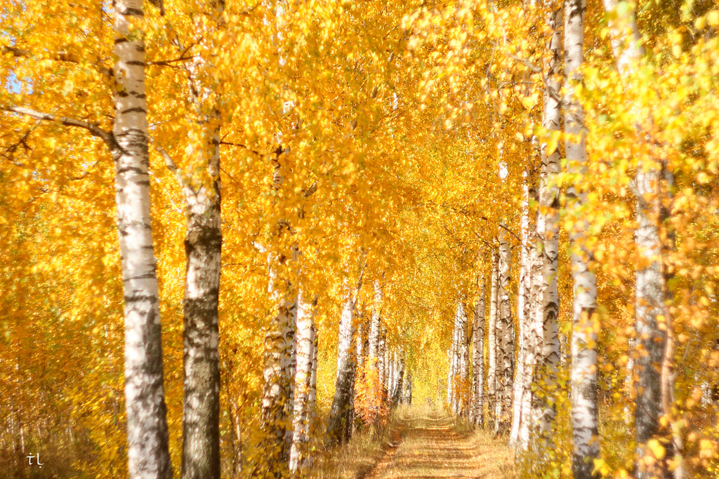 Чудо осени...