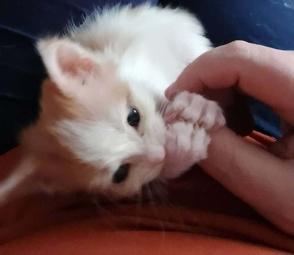 Я накину на плечи шаль октябрьского дня...