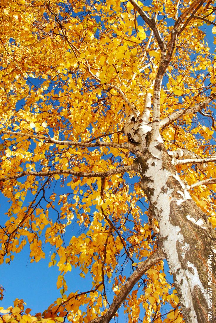 Меланхолия