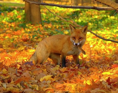 Рыжее на рыжем, 19. 09. 2025