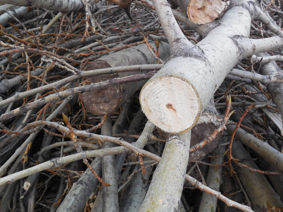 Старый тополь