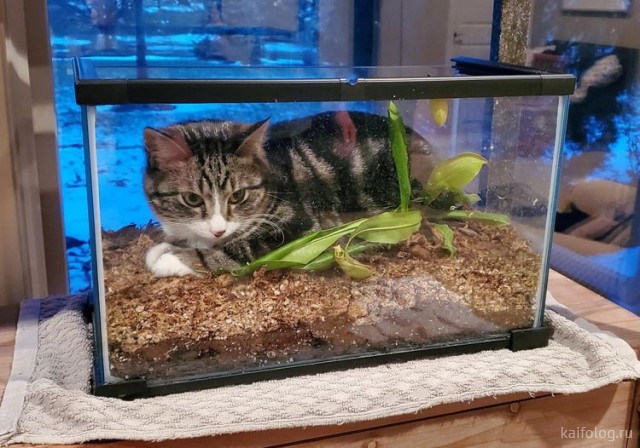 Разоблачила!