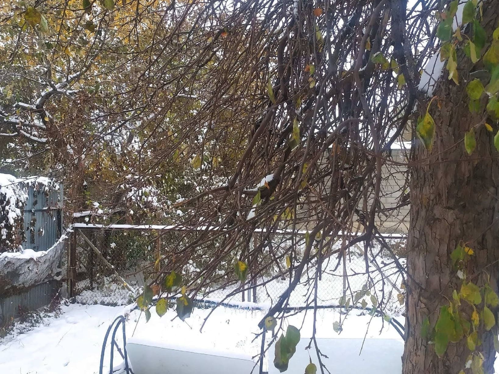 Когда засыпают деревья