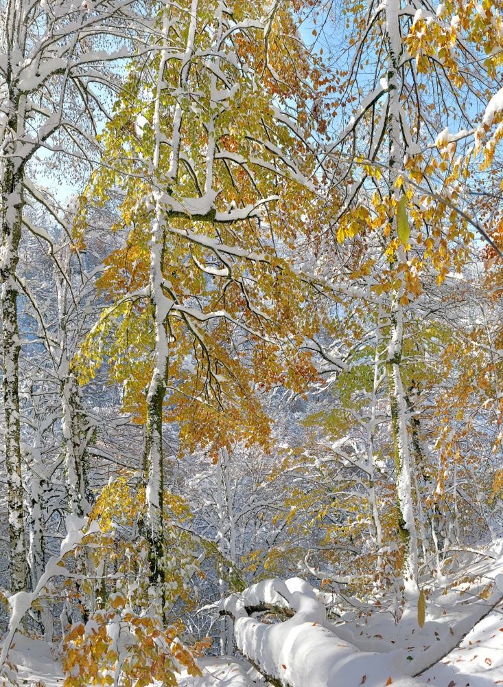 Встреча осени с зимой