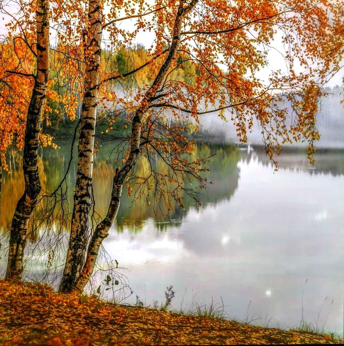 Томится сердце