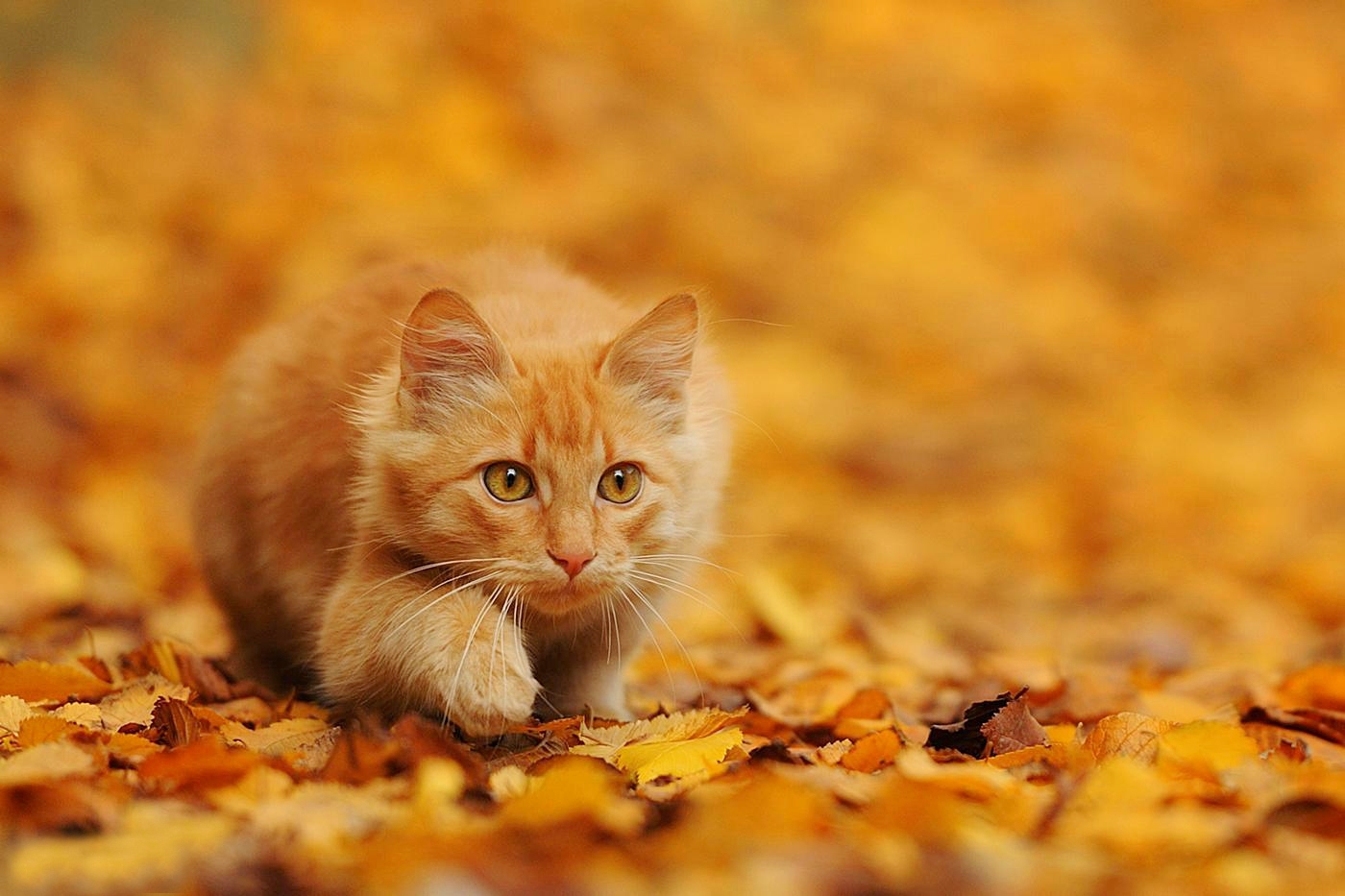 Мне бы только месяц продержаться...