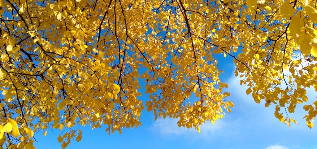 Бирюза с позолотою