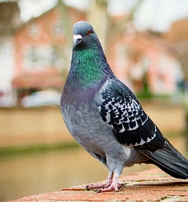 Голубь сизокрылый