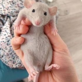 Живущая в клетке