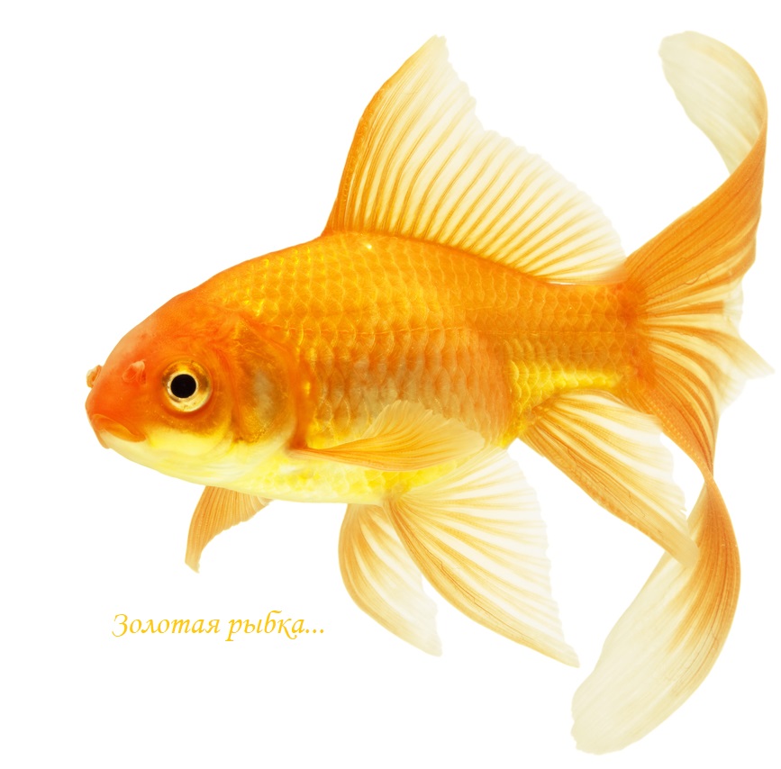 Золота рыбка...