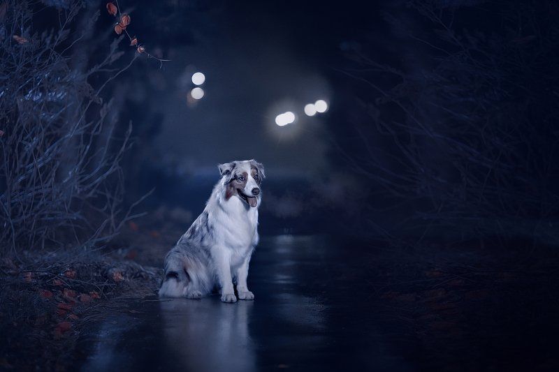 Собака - друг