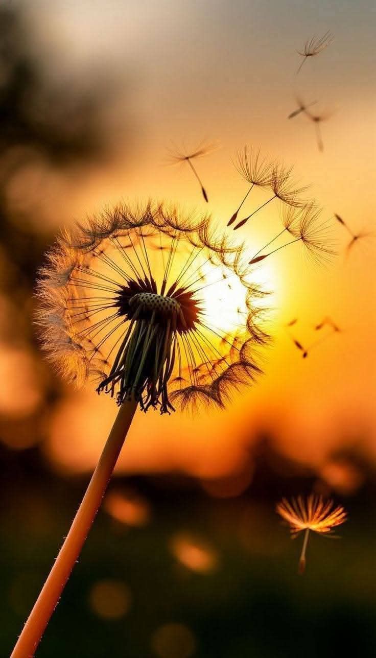 Прошла чудесная пора...