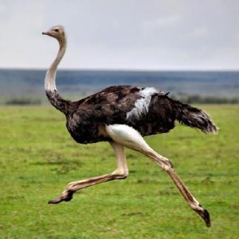 Быть страусом, наверно, круто и сердито