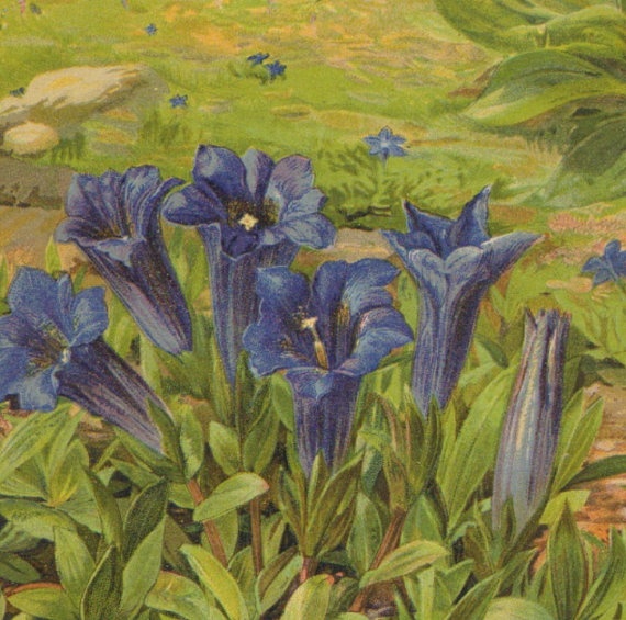 Баварские Горечавки Дэвид Хэрберт Лоурэнс