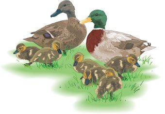 Утиная семейка