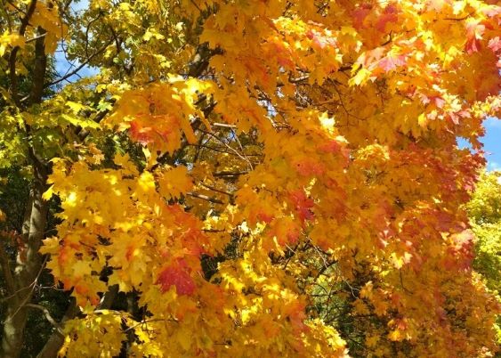 Привет от осени