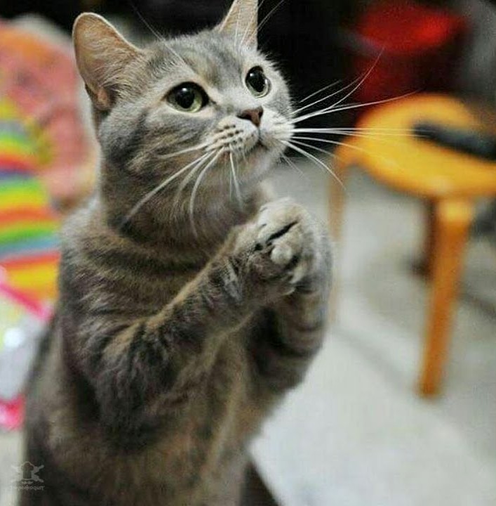 Написать ли о том, что за окнами осень сияет?..