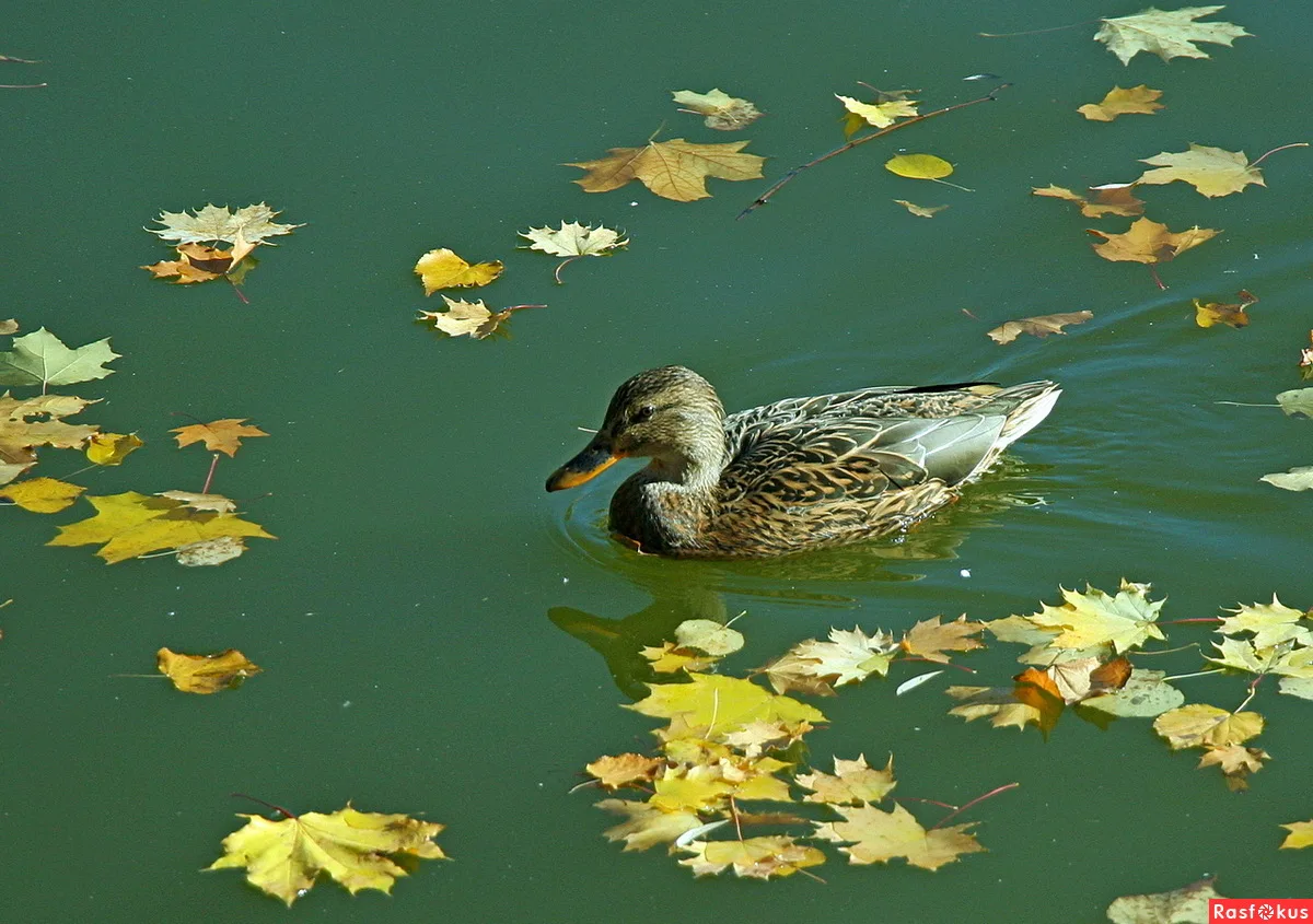 Птицы улетали