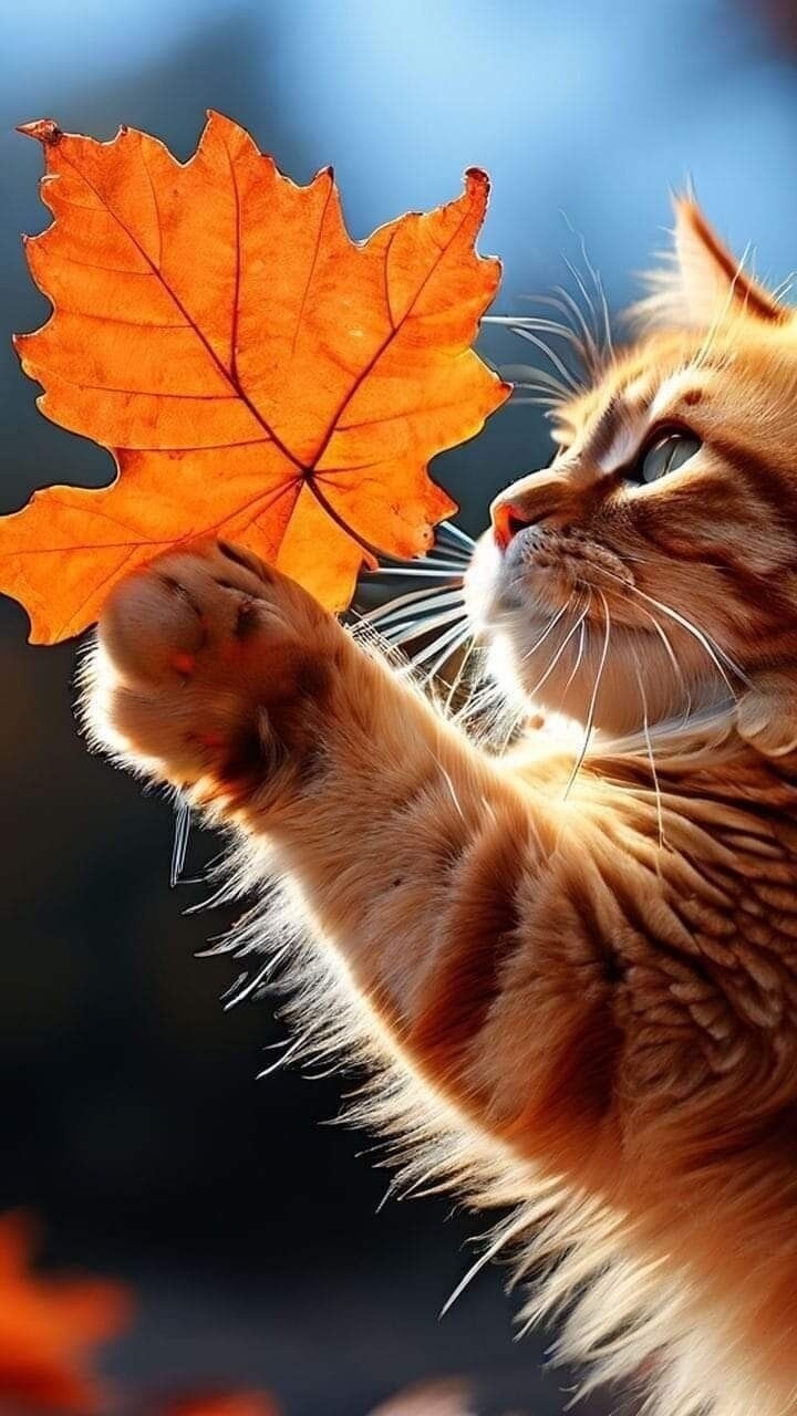 О нас, или о братьях меньших