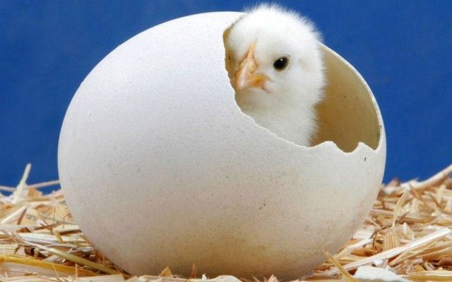 Скорлупа потрескалась..