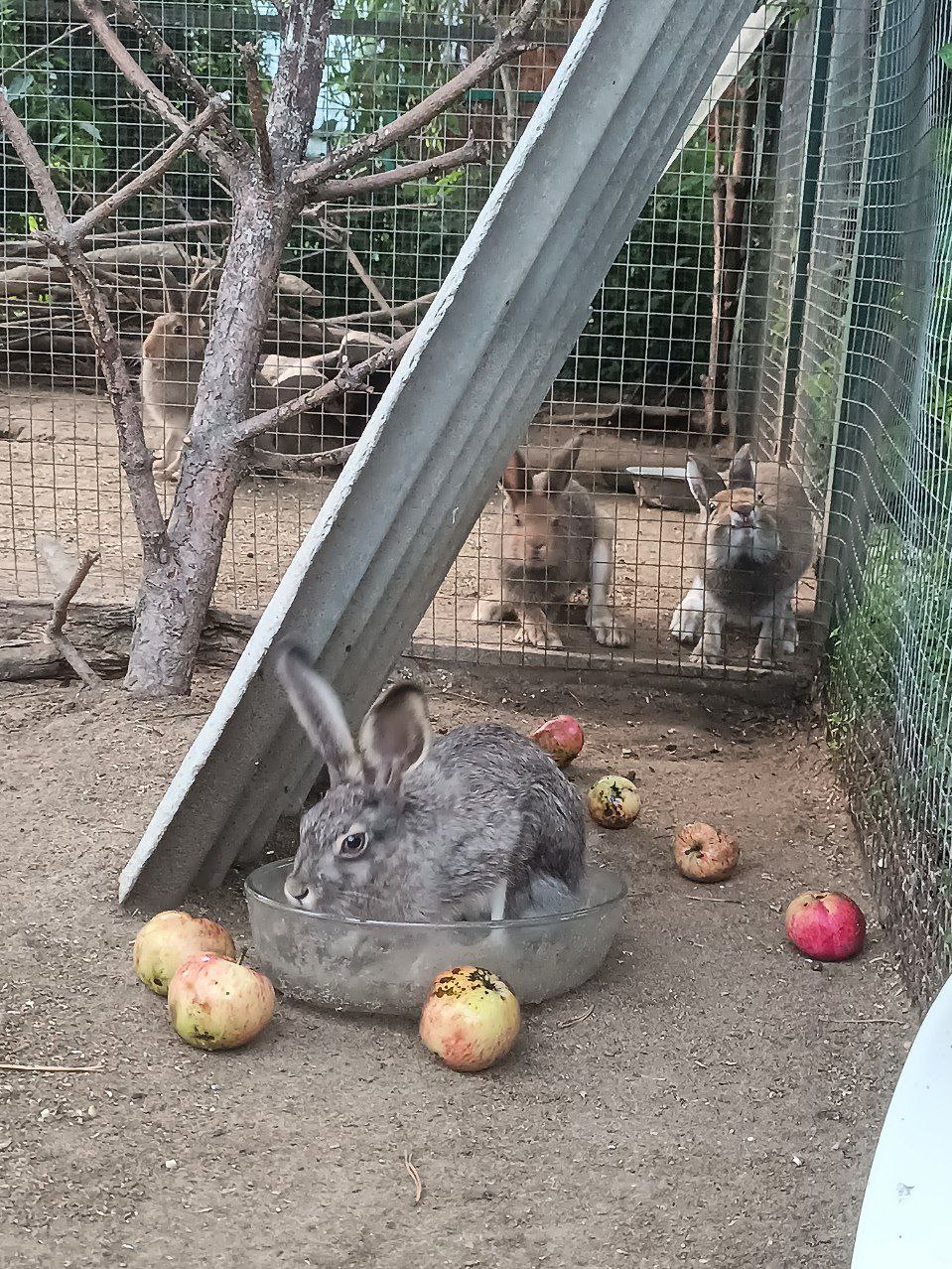Яблочный был день. Лепс - Самый лучший день
