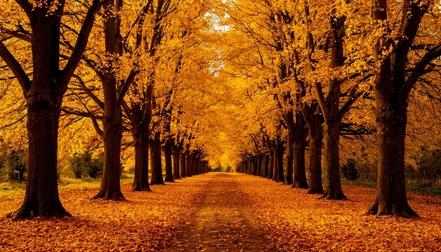 Роща в янтарной листве