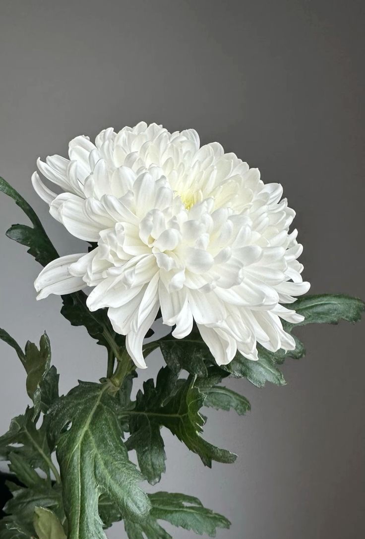 Хризантема