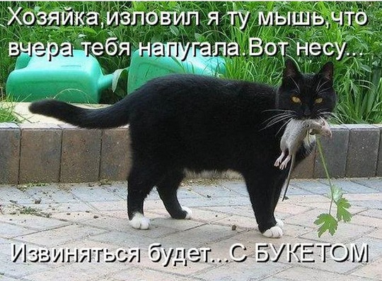 Кошачий юмор