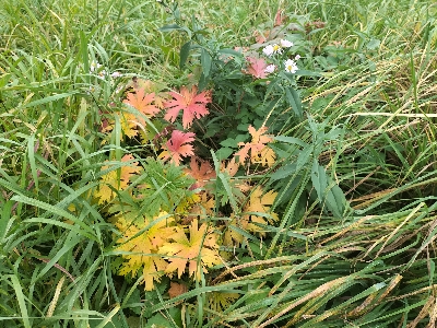 Загляни в осеннее окно