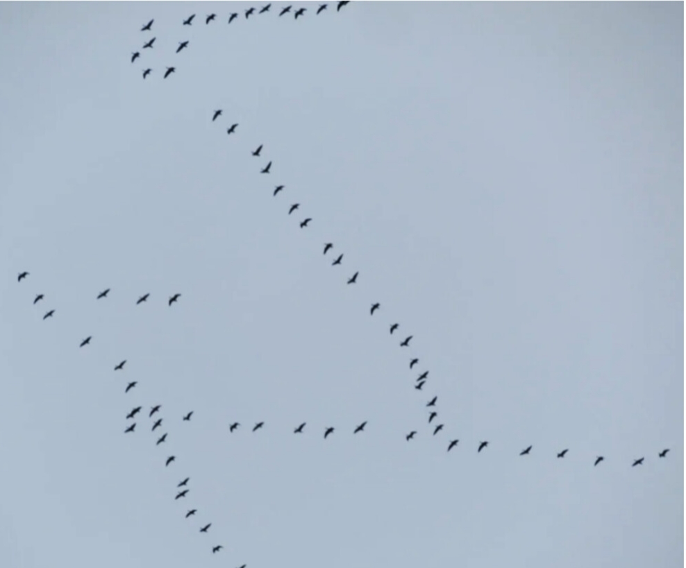 Сегодня утром стаи птиц...