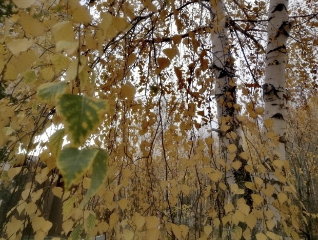 это послушание моё, стихи образ Божий