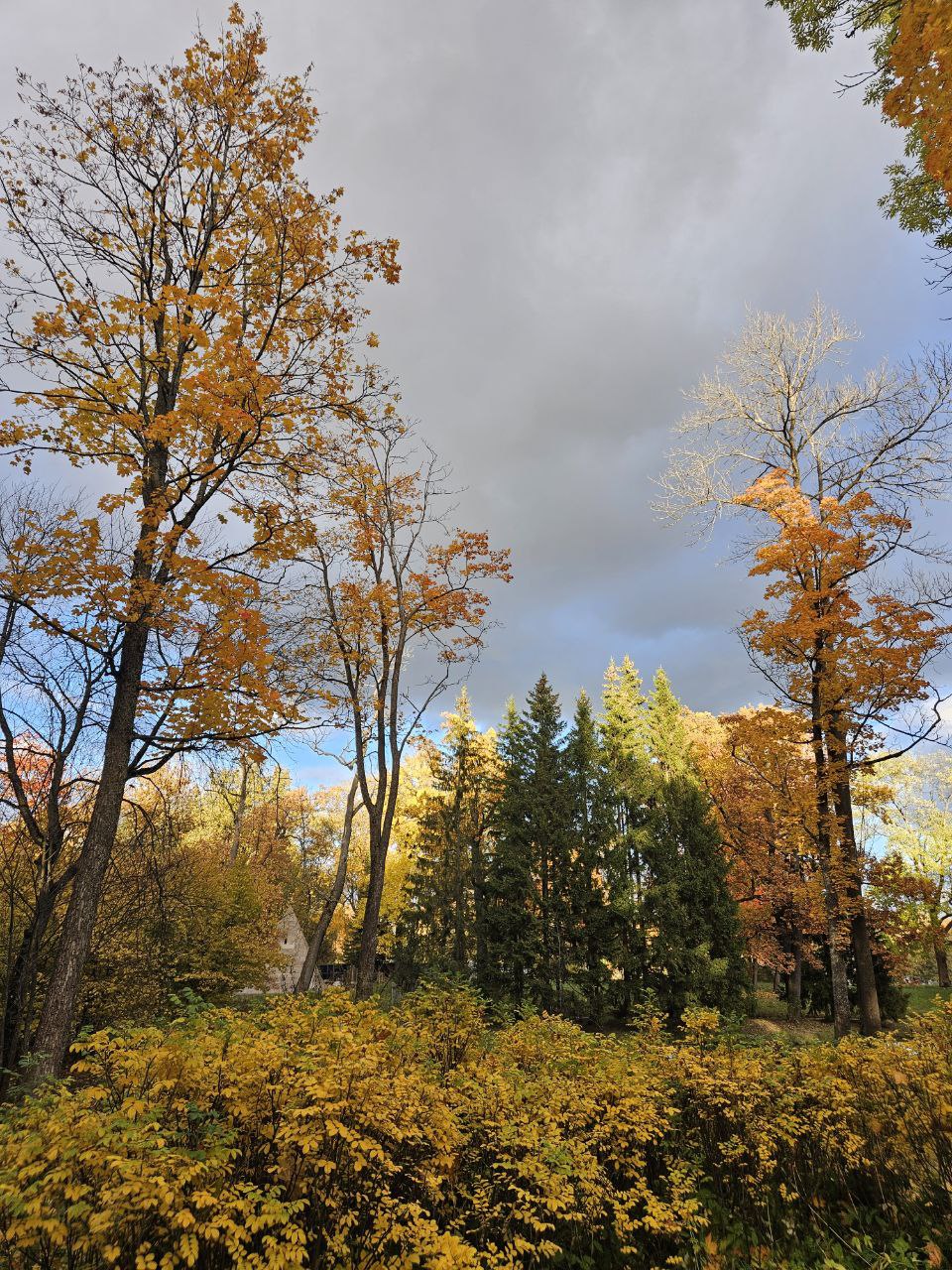 Надулся помидором