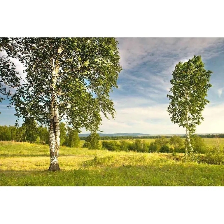 Берёза - символ России