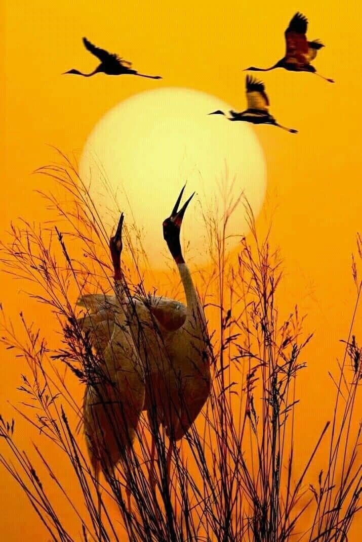 Печально обнажилась осень