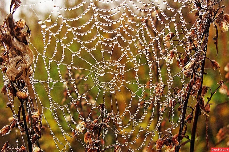 Предзимняя колыбельная