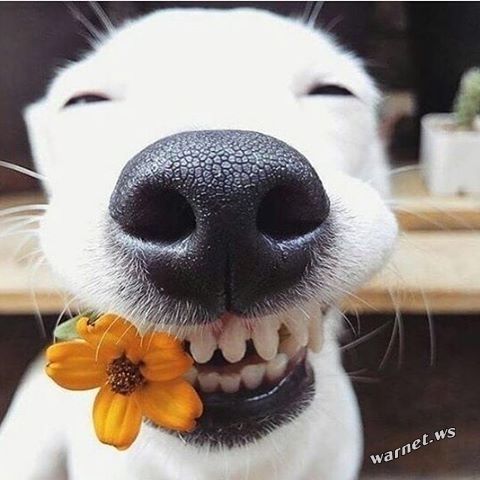 Собачнику в день рождения